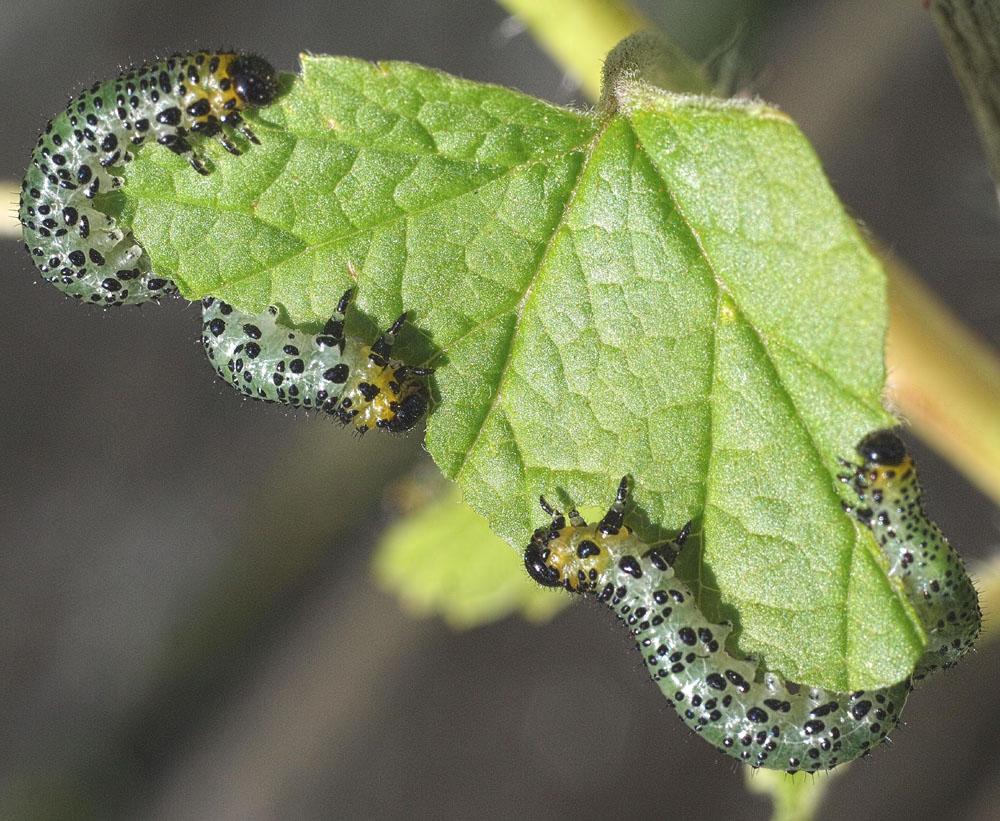 Gooseberry Sawfly Killer Nematodes