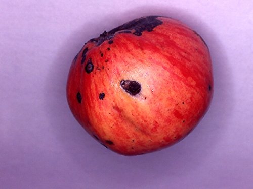 Codling Moth Pheromone Lure (Long-Life Lure)