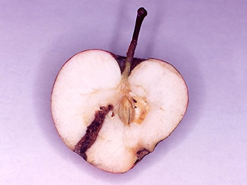 Codling Moth Nematodes & Trap Bundle