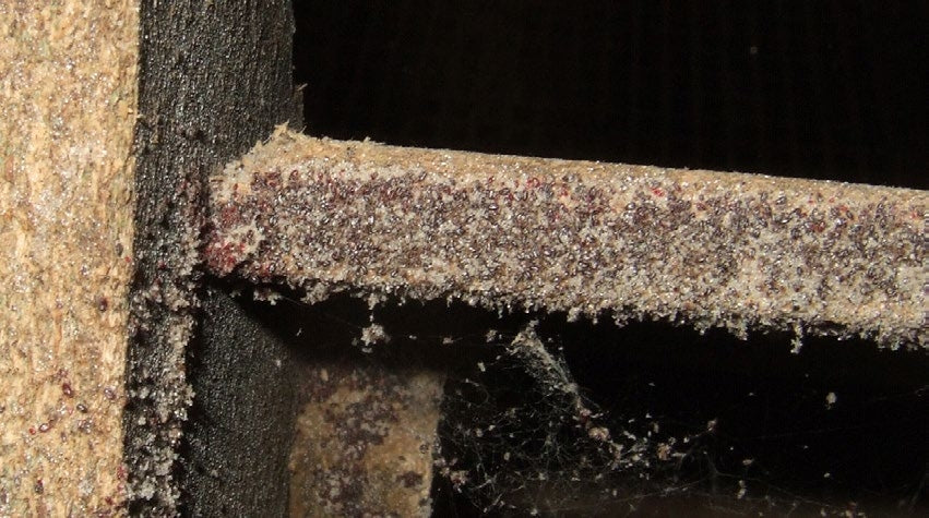 Androlis Chicken Mite Predators