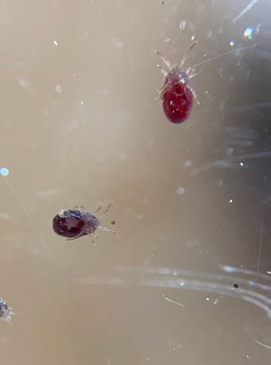 Androlis Chicken Mite Predators