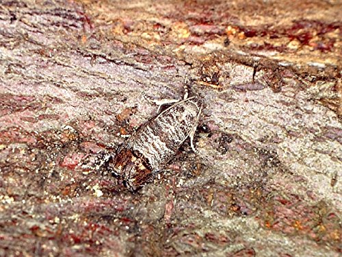 Codling Moth Pheromone Trap