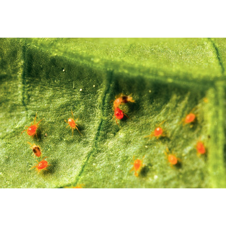 Phytoseiulus persimilis - Spider Mite Curative System