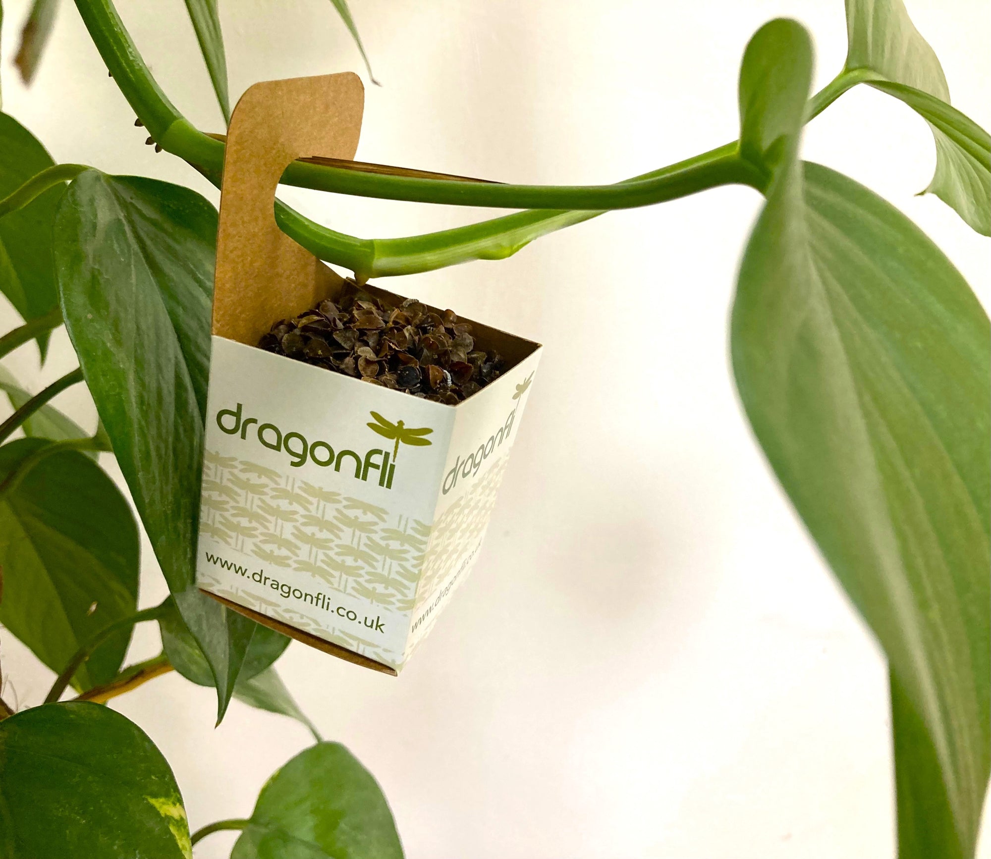 Thrip Control Bundle: Select From Swirskii Or Cucumeris Predators (Bundles Include Mighty Mites, Thrip Sticky Traps & Distribution Boxes)