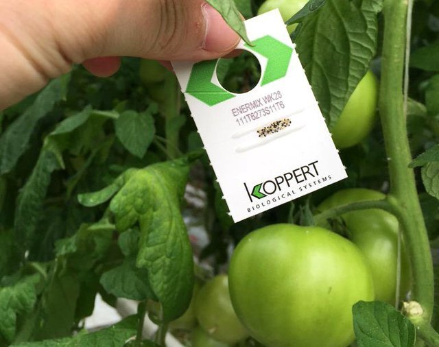 Whitefly Killer Cards - Encarsia formosa