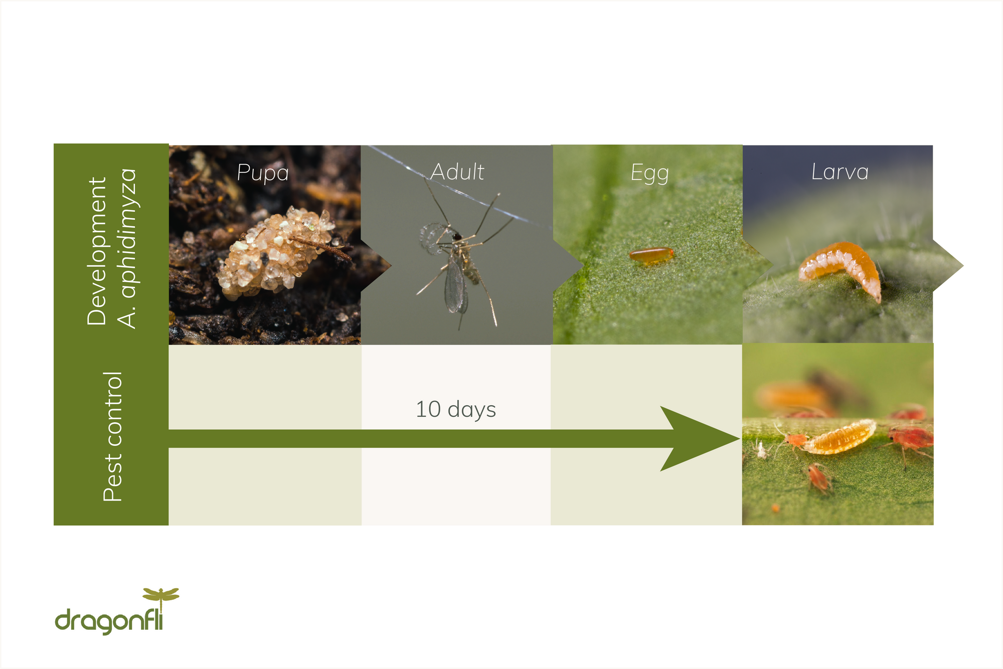 Aphid Killer - Aphidoletes aphidimyza