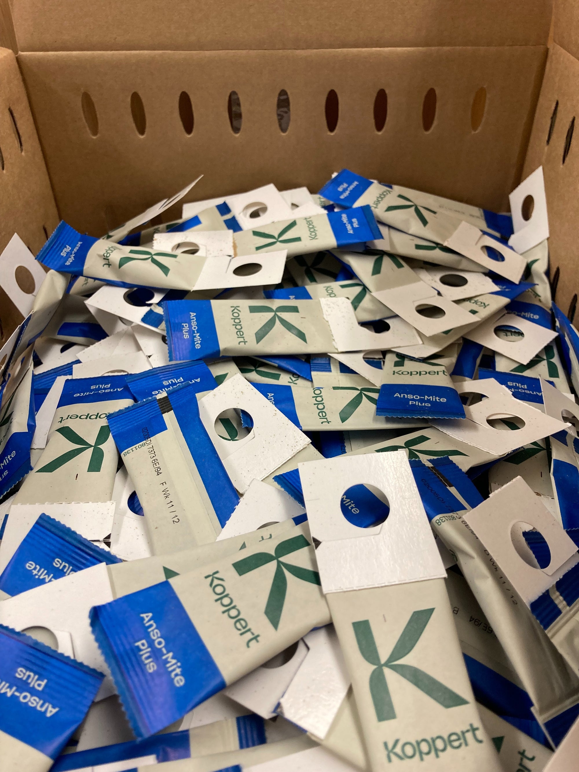 Amblyseius andersoni Sachets (As Seen On TV!) - Cold Tolerant Predatory Mites - Use Against Thrips, Spider Mites, Fuchsia Gall Mites, Whitefly Eggs & More