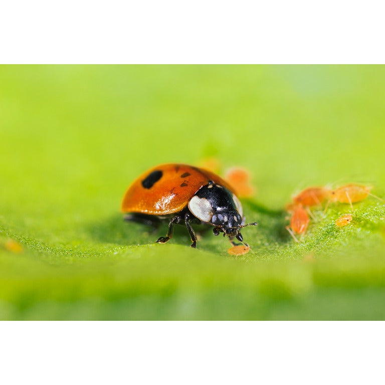 Adult Ladybirds - Adalia bipunctata