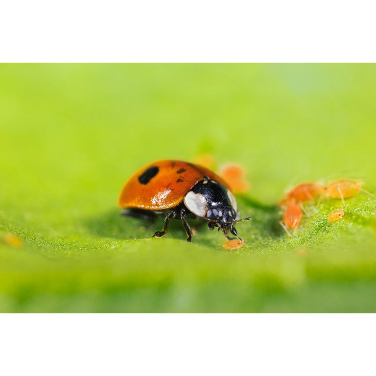 Ladybird Adults - Adalia bipunctata