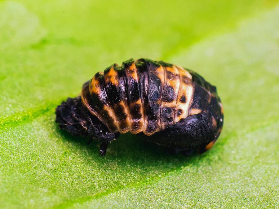 Ladybird larvae - Adalia bipunctata