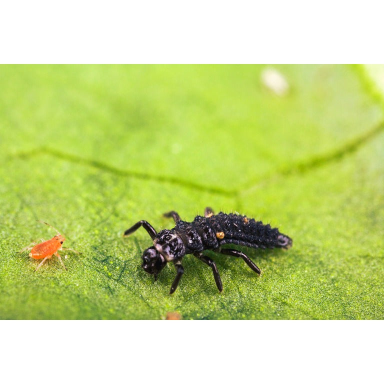 Ladybird larvae - Adalia bipunctata