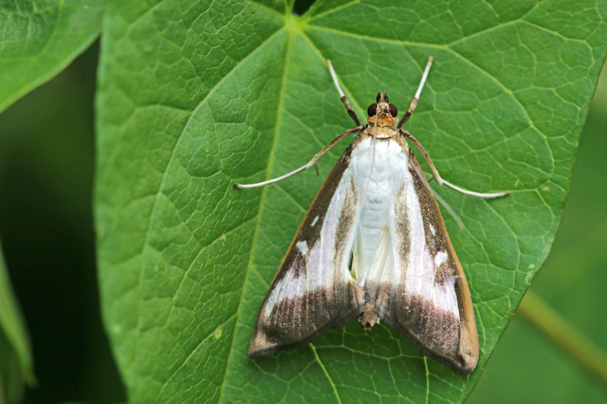 Box Tree Moth Control & Recovery Bundle