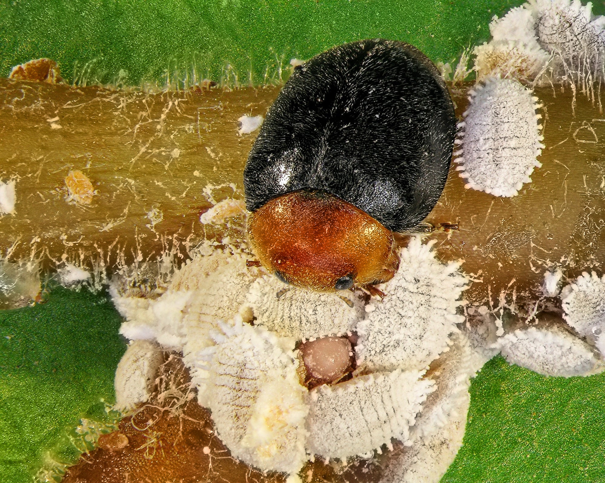 Mealybug Predator Adults - Cryptolaemus montrouzieri