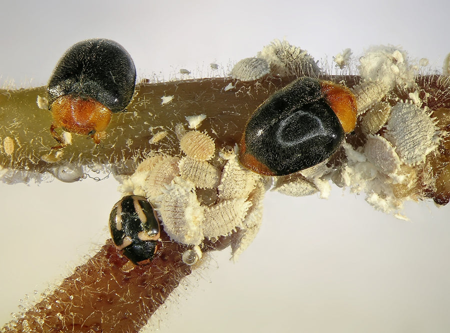 Mealybug Predator Adults - Cryptolaemus montrouzieri