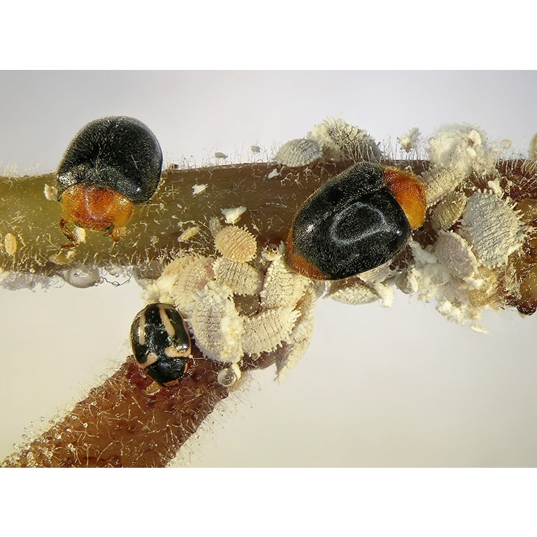 Mealybug Predator Adults - Cryptolaemus montrouzieri