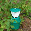 Raspberry Beetle Trap Including Attractant Lure