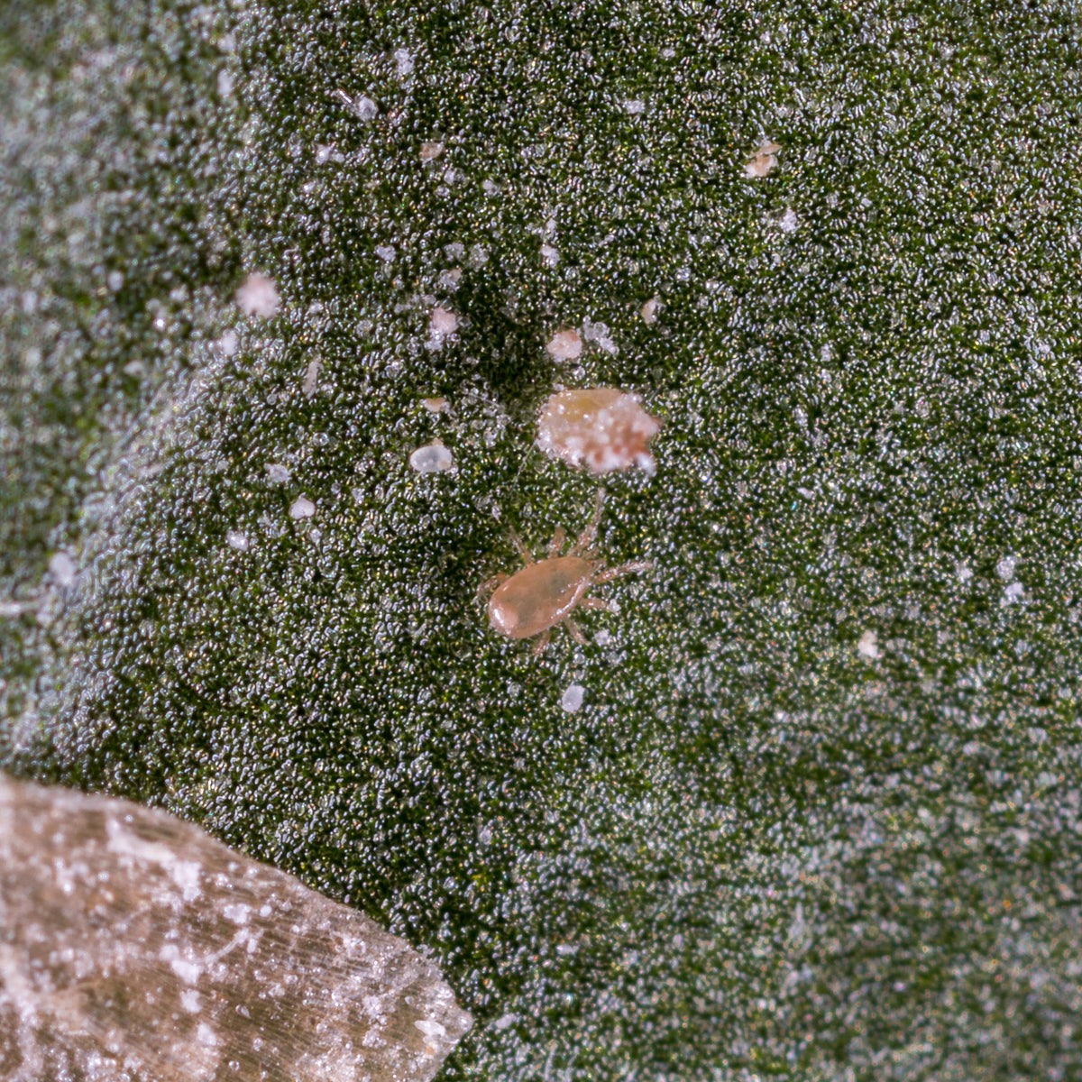 Thrip Control Bundle: Select From Swirskii Or Cucumeris Predators (Bundles Include Mighty Mites, Thrip Sticky Traps & Distribution Boxes)