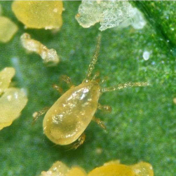 Thrip Control Bundle: Select From Swirskii Or Cucumeris Predators (Bundles Include Mighty Mites, Thrip Sticky Traps & Distribution Boxes)