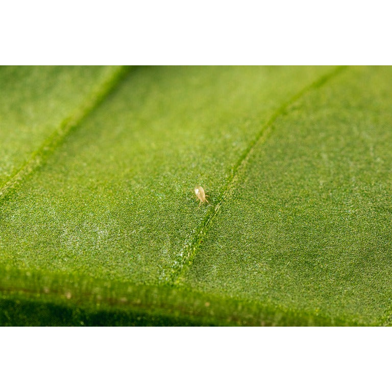 Fuchsia Gall Mite Killer - Amblyseius andersoni