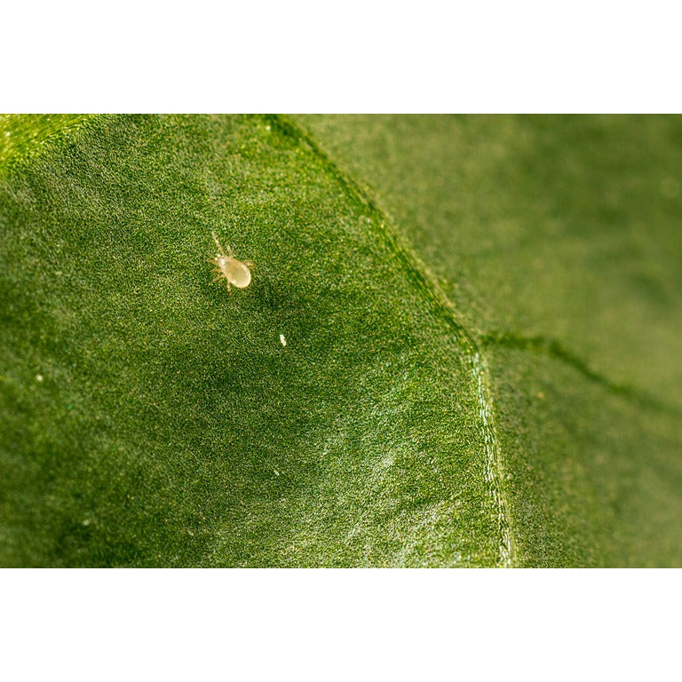 Broad Mite Killer - Amblyseius andersoni