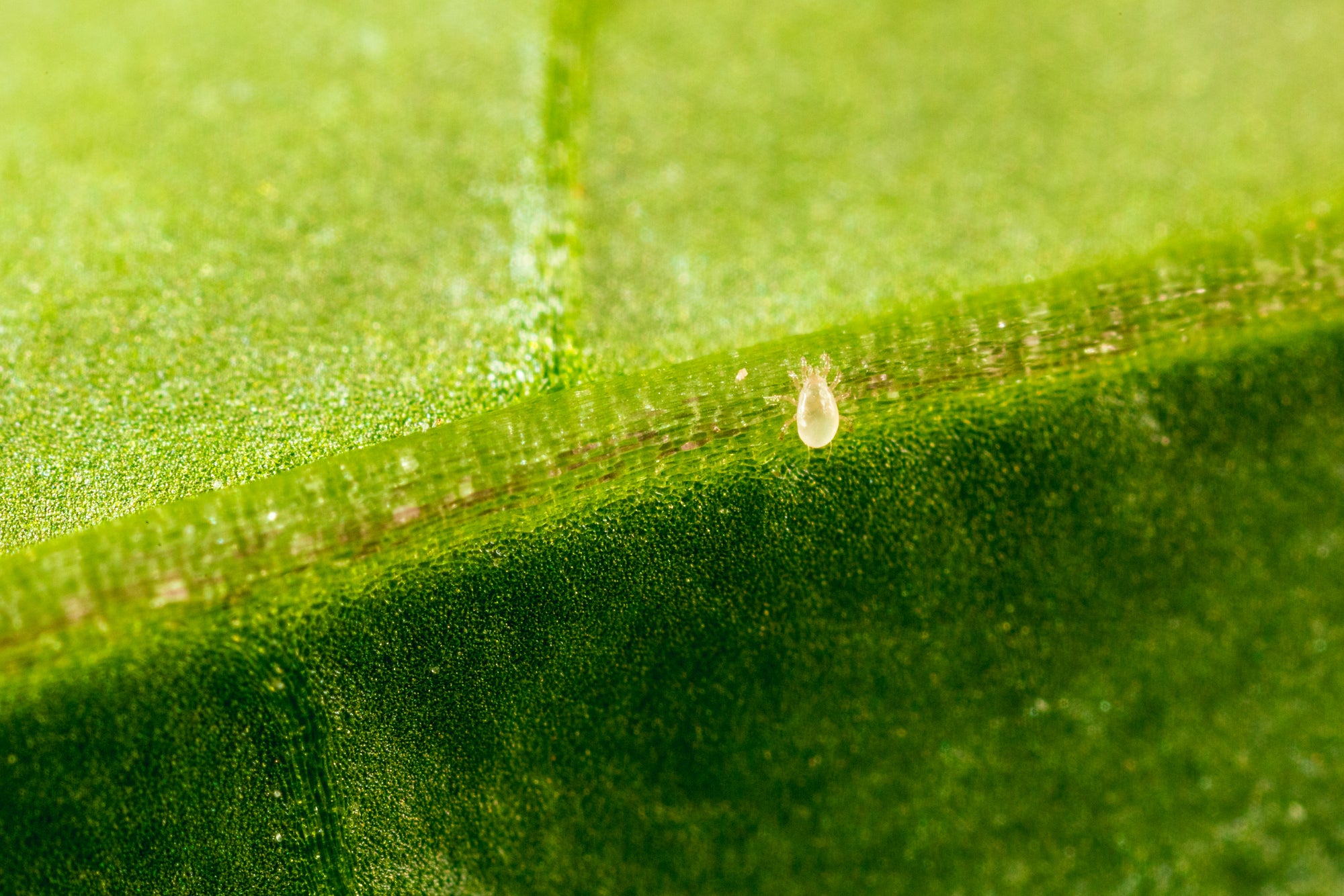 Amblyseius andersoni Sachets (As Seen On TV!) - Cold Tolerant Predatory Mites - Use Against Thrips, Spider Mites, Fuchsia Gall Mites, Whitefly Eggs & More