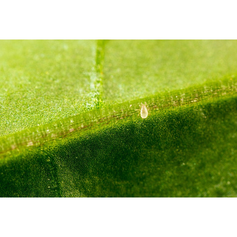 Broad Mite Killer - Amblyseius andersoni