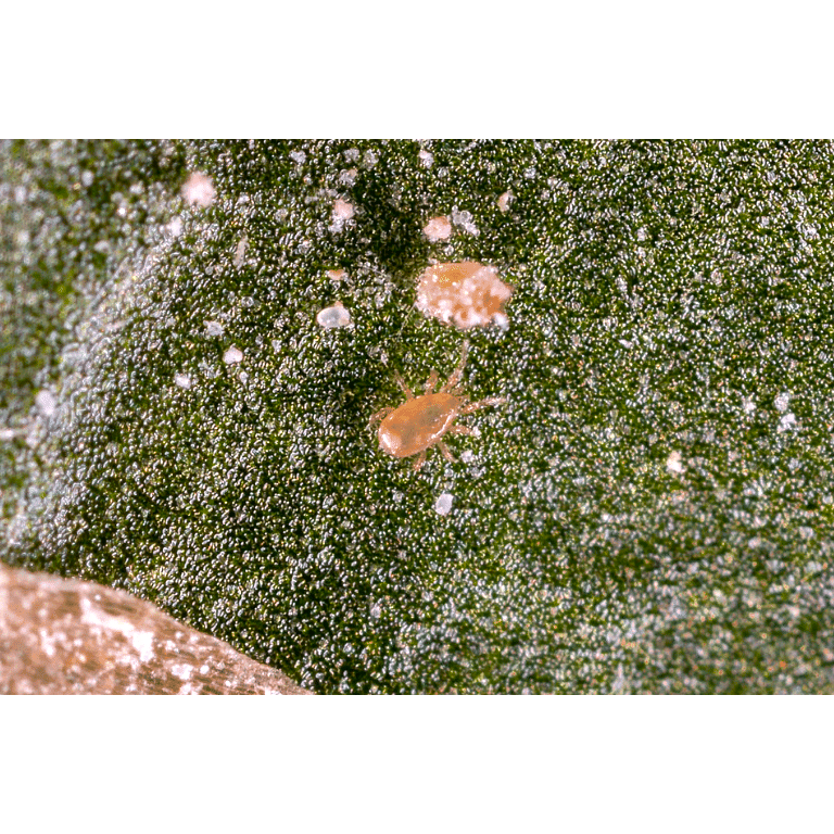 Amblyseius cucumeris Sachets - Thrip Preventative System