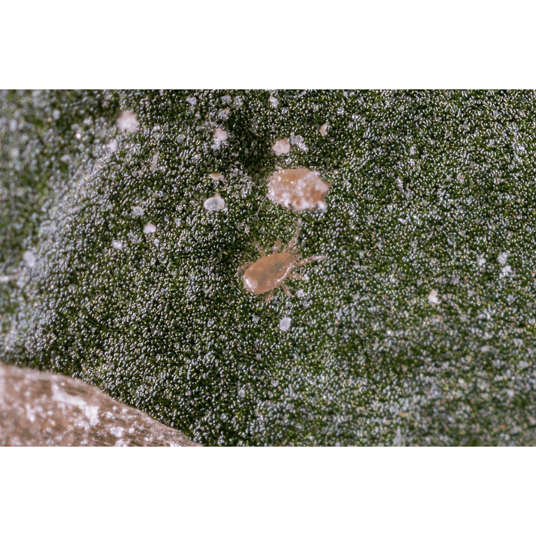 Amblyseius cucumeris - Loose Predators - Thrip Curative System - Dragonfli