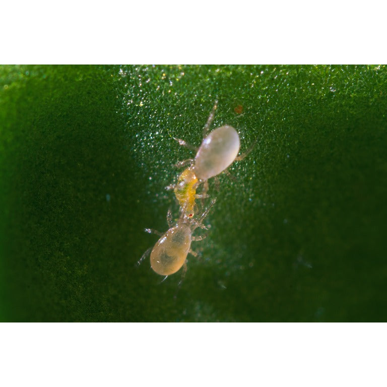 Amblyseius swirskii - Premium Loose Predators - Thrip Curative System