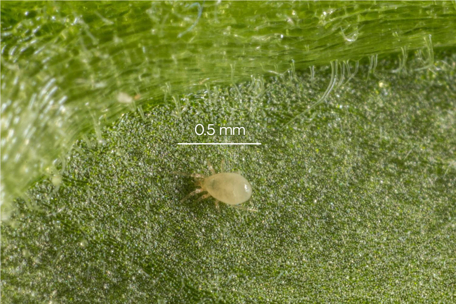 Amblyseius swirskii - Premium Loose Predators - Thrip Curative System