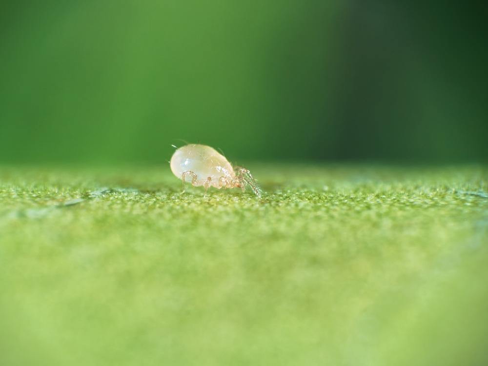 Amblyseius swirskii - Premium Loose Predators - Thrip Curative System