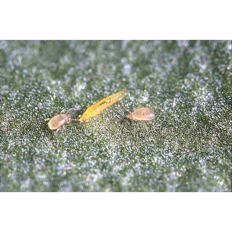 Amblyseius swirskii - Foil Sachets - Thrip Preventative System