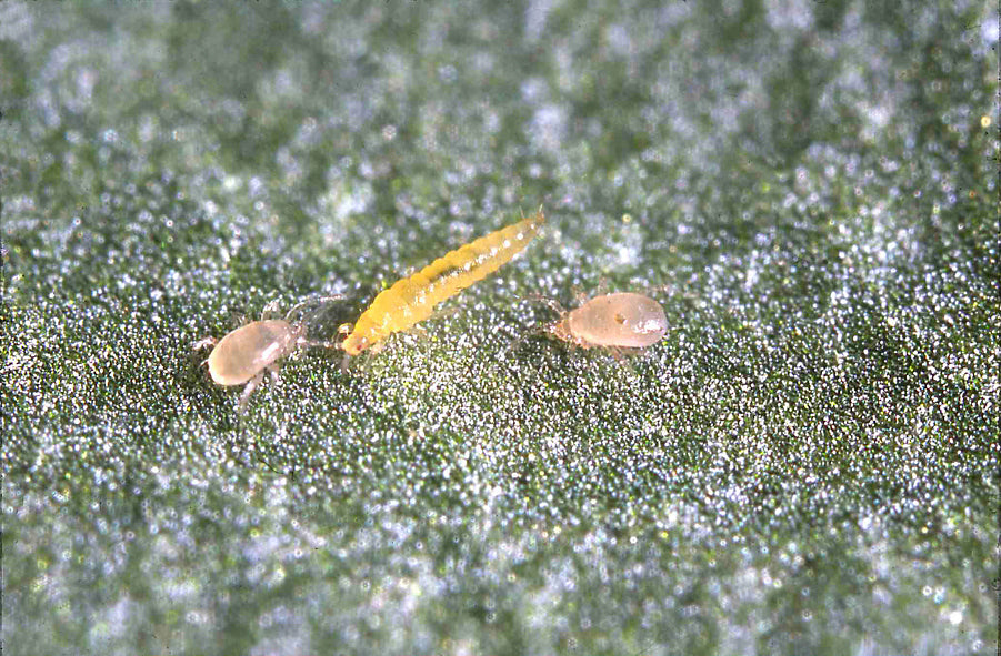 Amblyseius swirskii - Premium Loose Predators - Thrip Curative System