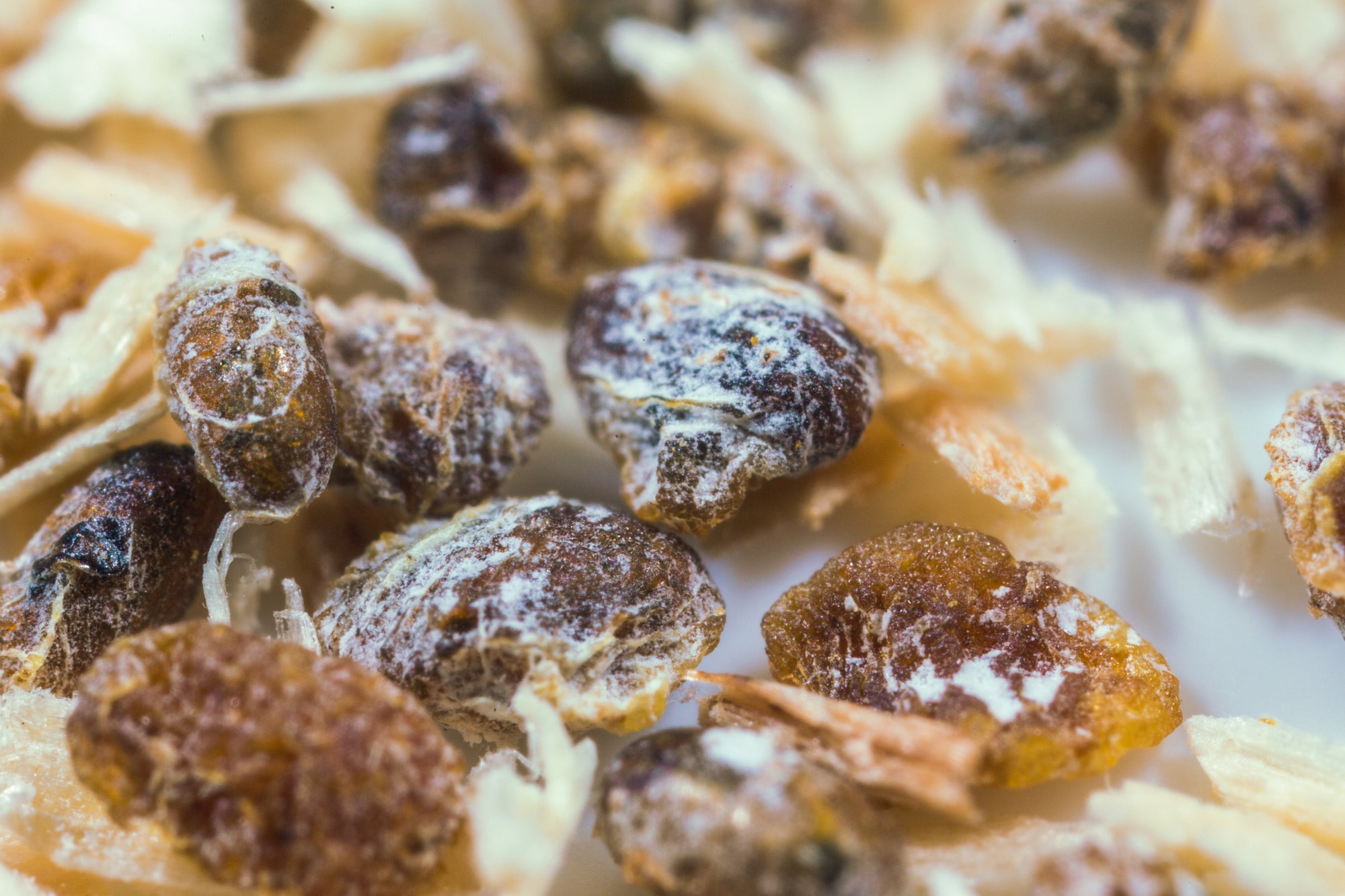 Citripar Mealybug Killer