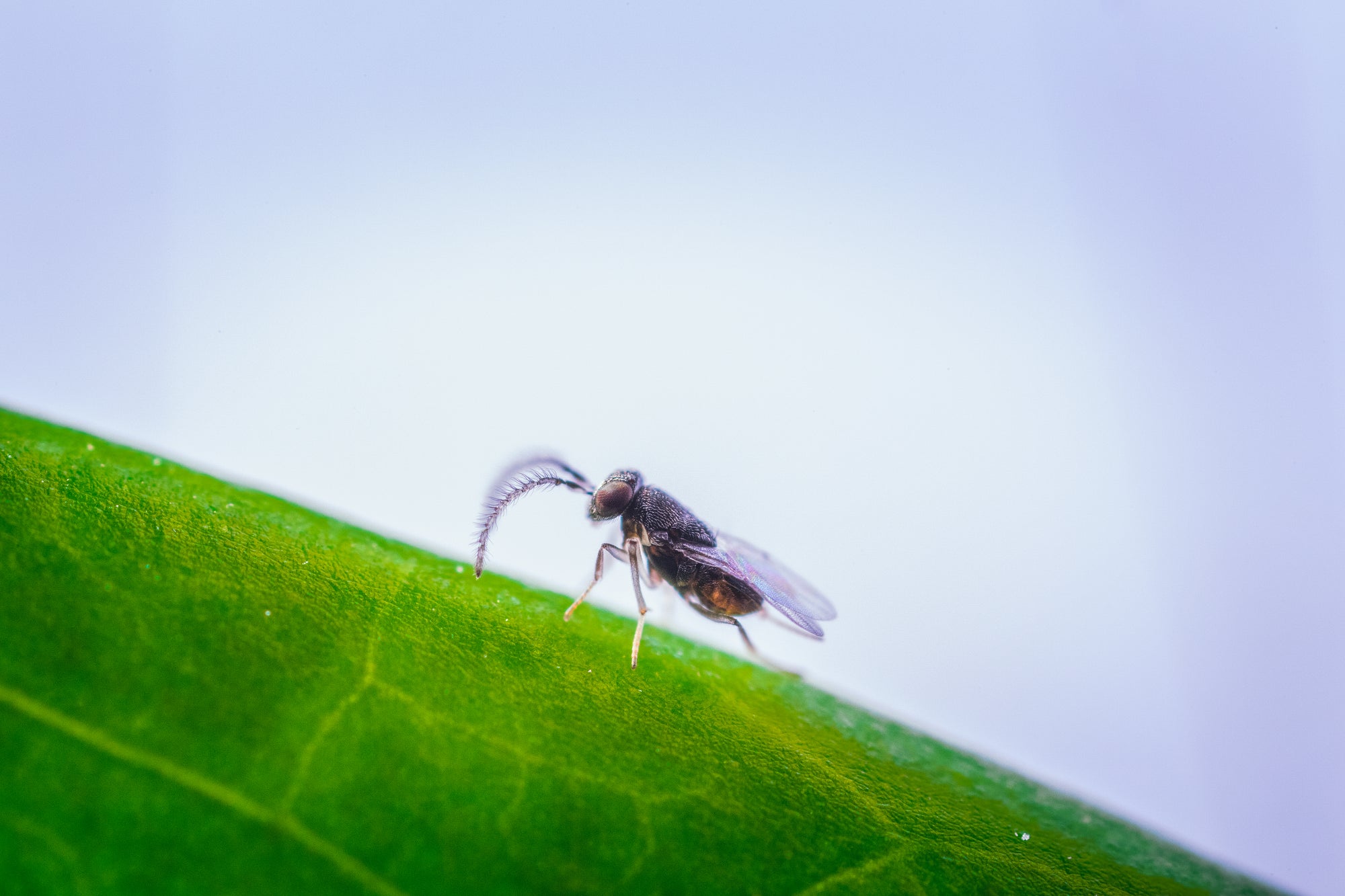 Citripar Mealybug Killer