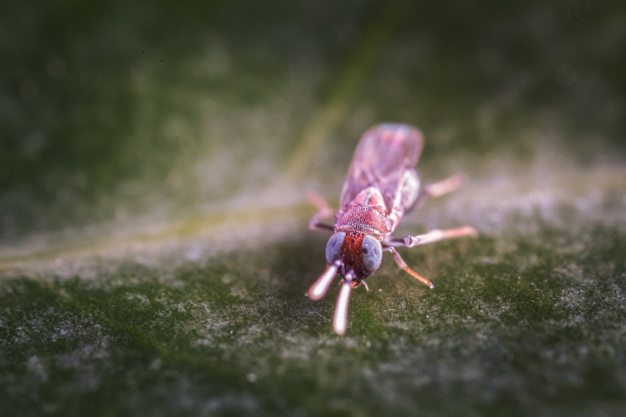 Citripar Mealybug Killer