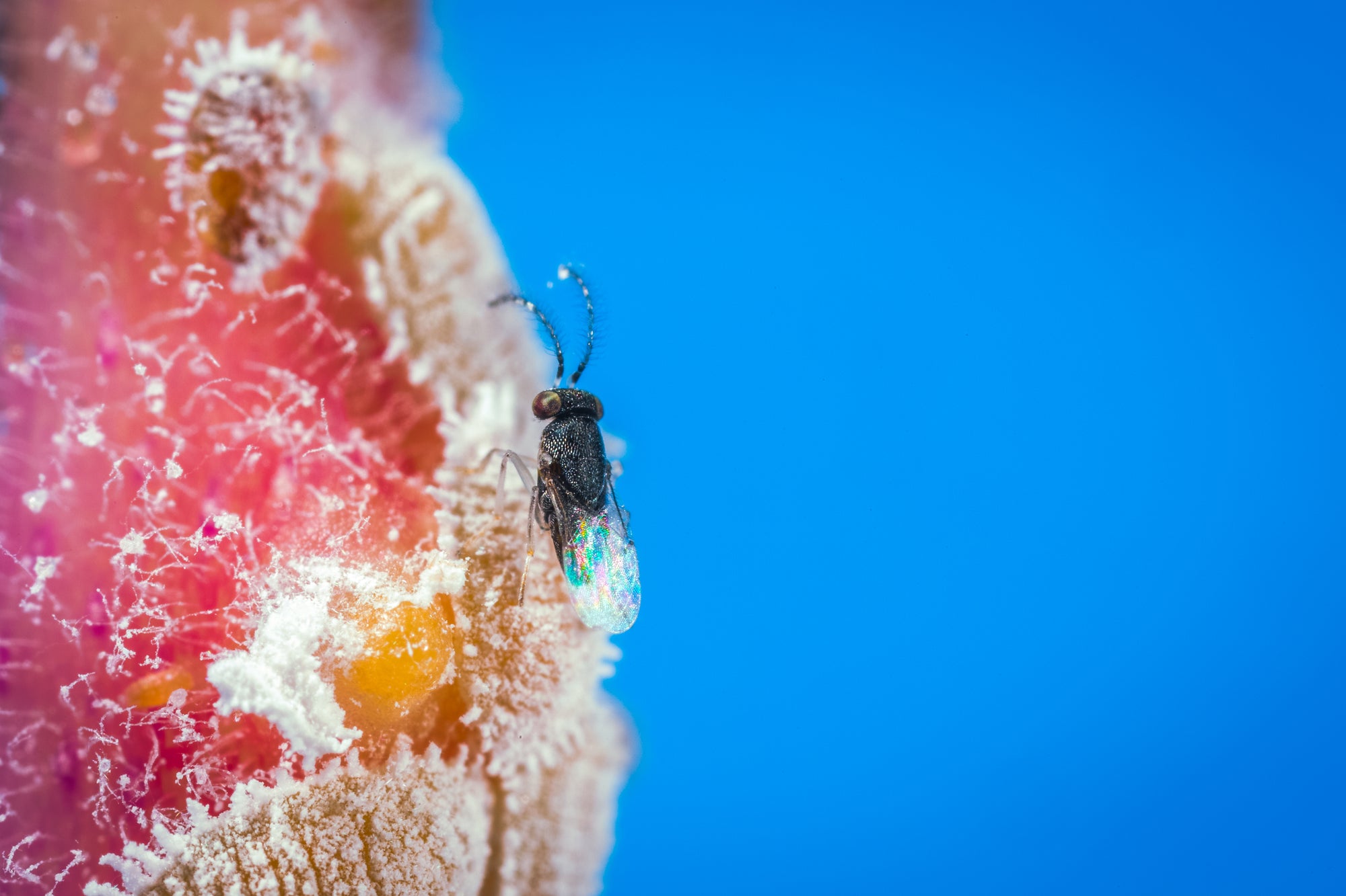 Citripar Mealybug Killer