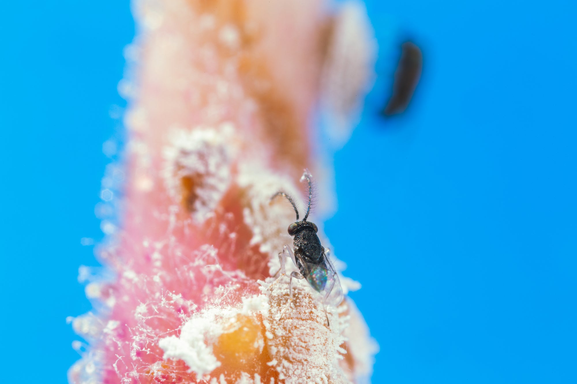 Citripar Mealybug Killer