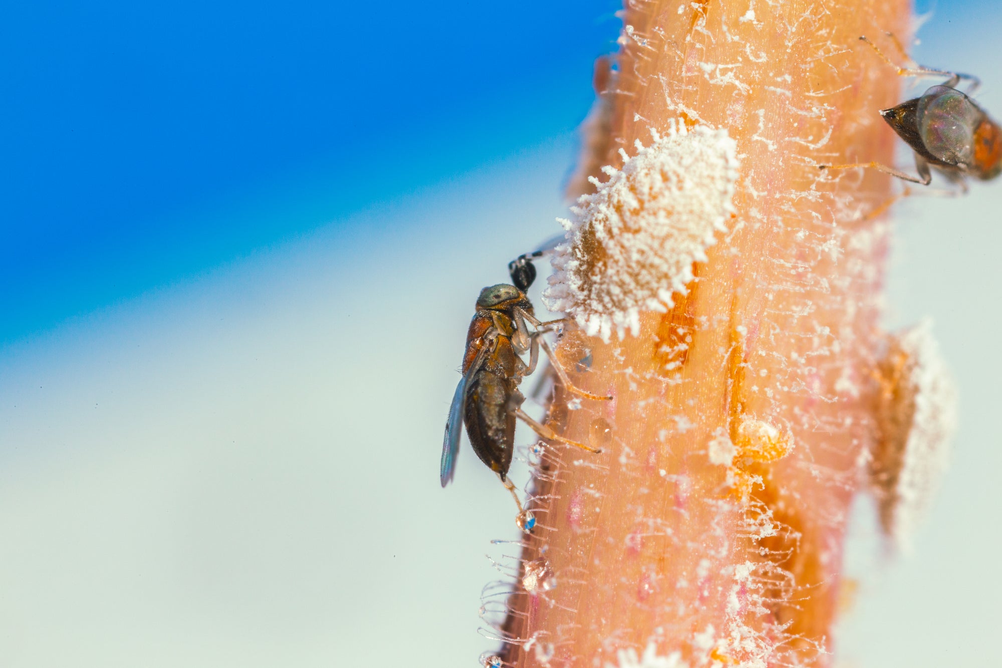 Citripar Mealybug Killer