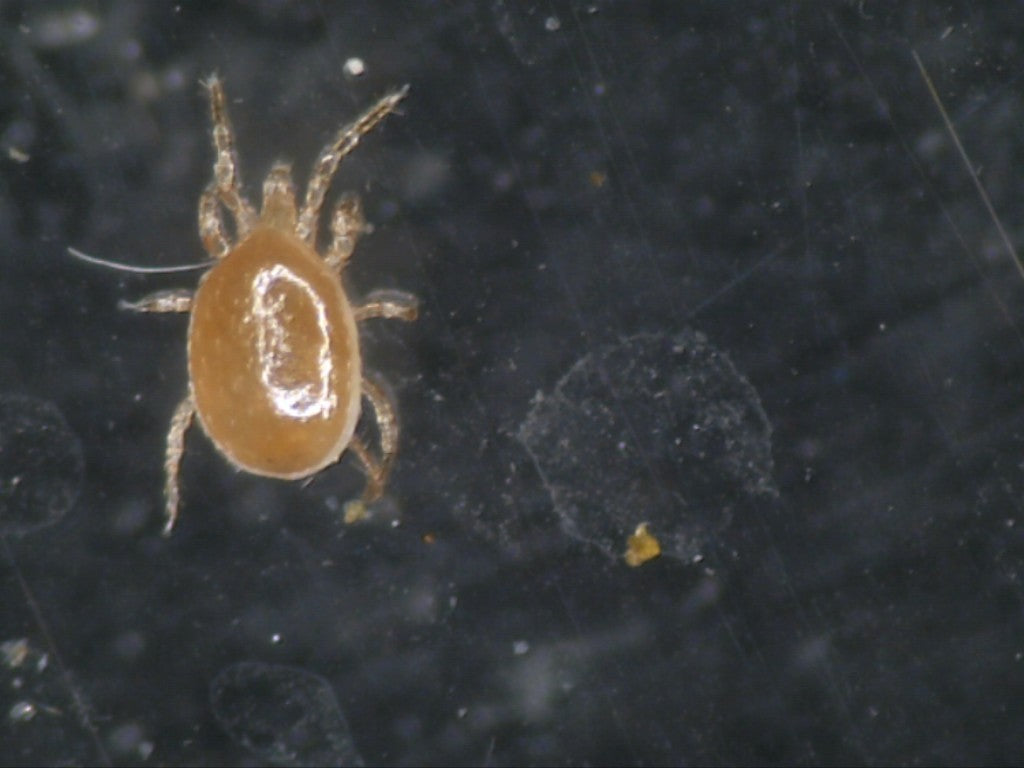 Androlis Chicken Mite Predators