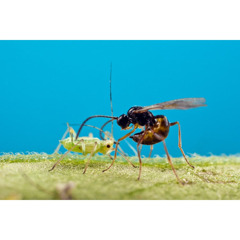 Aphid Parasitic Wasp - Aphidius colemani