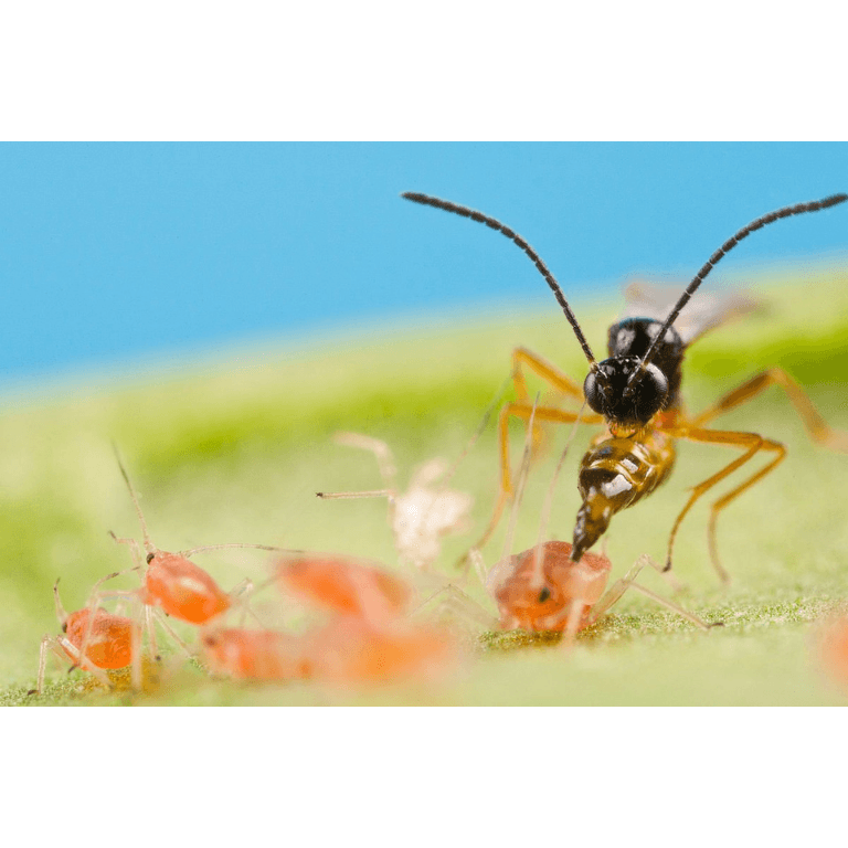 Aphid Parasitic Wasp - Aphidius colemani - Dragonfli