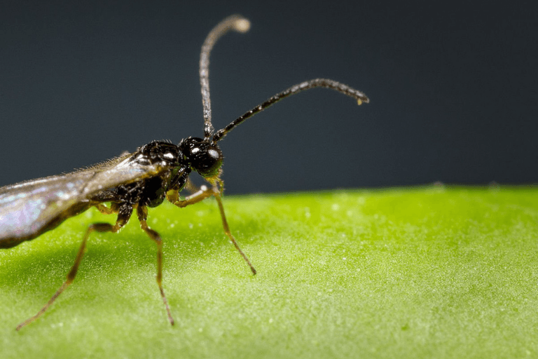 Aphid Parasitic Wasp - Aphidius ervi - Dragonfli