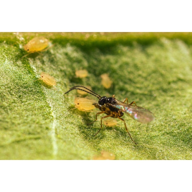 Aphid Parasitic Wasp - Aphidius ervi