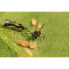 Aphid Parasitic Wasp - Aphidius ervi