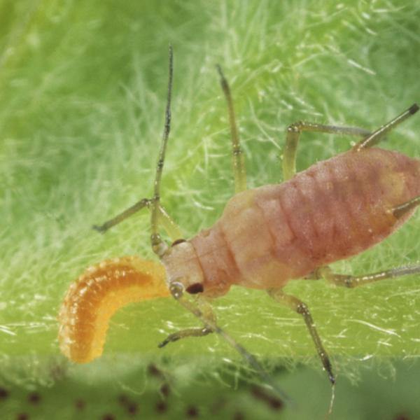 Aphid Killer - Aphidoletes aphidimyza - Dragonfli