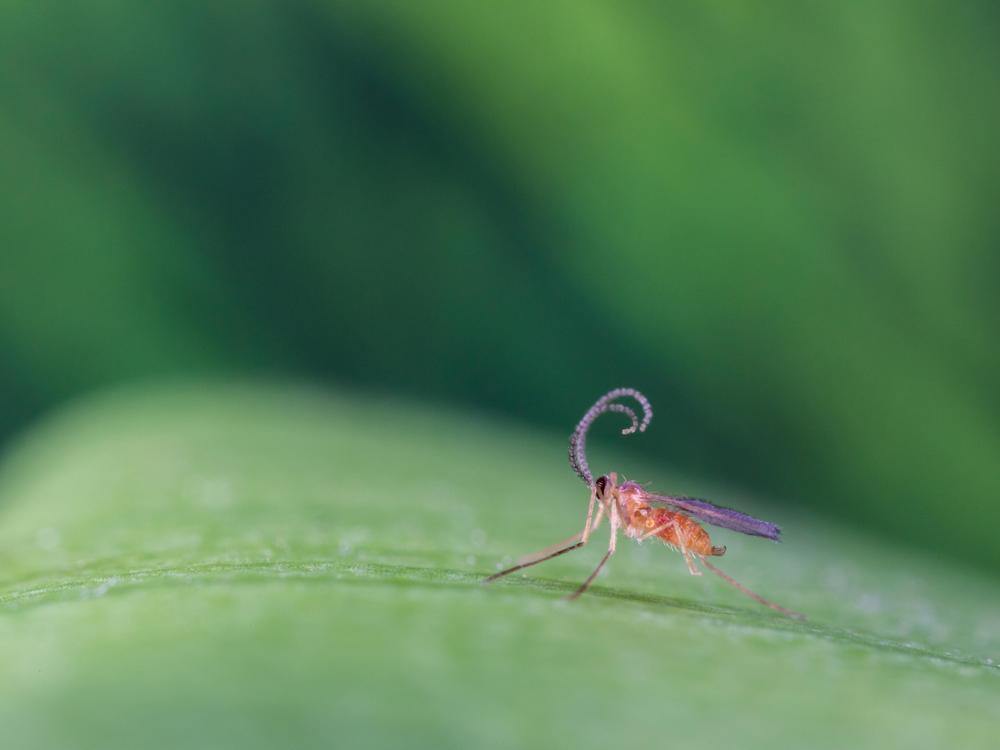 Aphid Killer - Aphidoletes aphidimyza