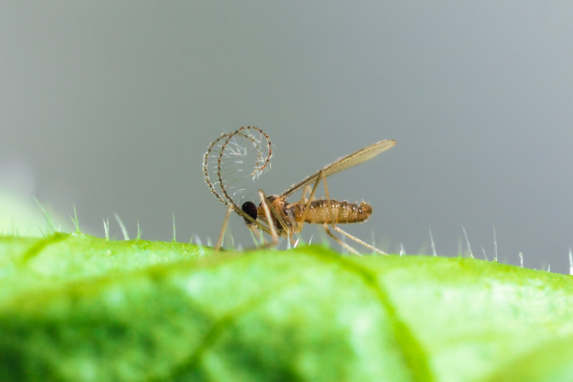 Aphid Killer - Aphidoletes aphidimyza