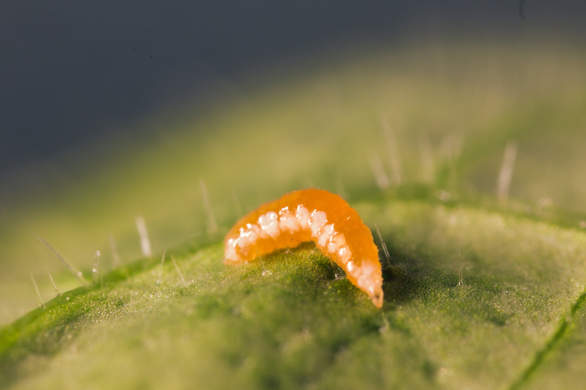 Aphid Killer - Aphidoletes aphidimyza