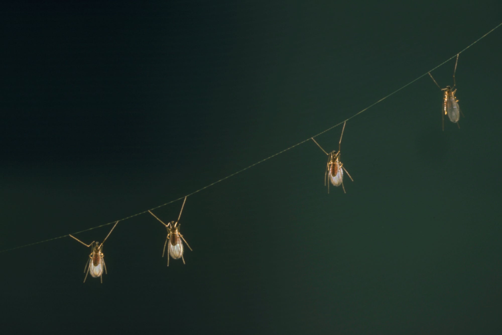 Aphid Killer - Aphidoletes aphidimyza